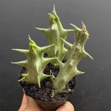 Caralluma hesperidum for Sale | Rare Succulent with Horn-Like Stems, Star-Shaped Blooms, Low Maintenance