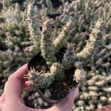 Caralluma hesperidum Succulent - Rare Live Thorny Mottled Plant for Indoor Tabletop Garden