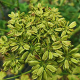 Japanese Ashitaba Seeds - High Germination Rate, Shade-Tolerant, Edible with Medicinal Value