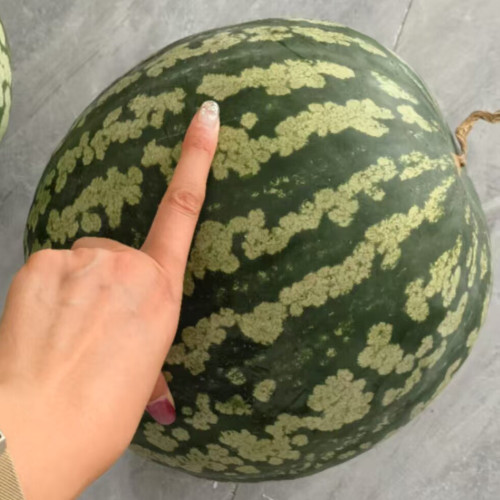 Ya Zong Winter Melon Seeds - High Yield, Easy Storage, and Wide Culinary Applications