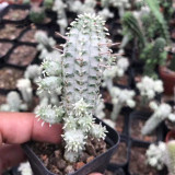 Rare Euphorbia mammillaris 'Variegata' | Low-Maintenance Indoor-Outdoor Cactus-Like Plant