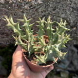 Caralluma hesperidum for Sale | Rare Succulent with Horn-Like Stems, Star-Shaped Blooms, Low Maintenance