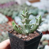 Caralluma hesperidum for Sale | Rare Succulent with Horn-Like Stems, Star-Shaped Blooms, Low Maintenance