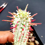 Rare Euphorbia mammillaris 'Variegata' | Low-Maintenance Indoor-Outdoor Cactus-Like Plant
