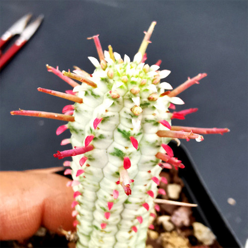 Rare Euphorbia mammillaris 'Variegata' | Low-Maintenance Indoor-Outdoor Cactus-Like Plant