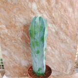 Myrtillocactus geometrizans | Low-Maintenance Architectural Succulent for Indoor & Outdoor Decor