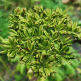 Japanese Ashitaba Seeds - High Germination Rate, Shade-Tolerant, Edible with Medicinal Value