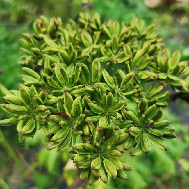 Japanese Ashitaba Seeds - High Germination Rate, Shade-Tolerant, Edible with Medicinal Value