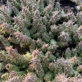 Caralluma hesperidum Succulent - Rare Live Thorny Mottled Plant for Indoor Tabletop Garden