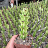 Euphorbia trigona 'Variegata' | Rare Succulent with Marbled Creamy-Yellow & Green Stems, Low-Maintenance Indoor Plant