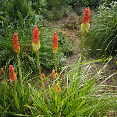 Torch Lily Seeds - Drought Tolerant, Unique Flower Spikes, Easy Care Garden Perennial