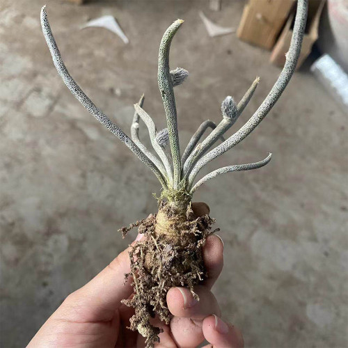 Astrophytum caput-medusae for Sale | Rare 'Medusa's Head' Cactus with Snake-Like Stems, Silver Succulent Plant