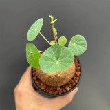 Stephania cepharantha Tuber for Sale | Rare Red-Stem Caudex Succulent, Beginner-Friendly Sculptural Plant