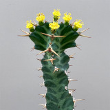 Euphorbia virosa Succulent | Rare Candelabra Desert Plant, Low-Maintenance & Drought-Tolerant