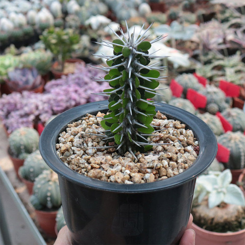 Alluaudia montagnacii for Sale | Drought-Tolerant, Low-Maintenance Indoor Plant with Silvery Thorny Stems