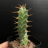 Euphorbia virosa Succulent | Rare Candelabra Desert Plant, Low-Maintenance & Drought-Tolerant