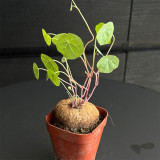 Stephania cepharantha Tuber for Sale | Rare Red-Stem Caudex Succulent, Beginner-Friendly Sculptural Plant