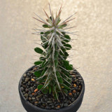Alluaudia montagnacii for Sale | Drought-Tolerant, Low-Maintenance Indoor Plant with Silvery Thorny Stems