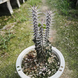 Alluaudia montagnacii for Sale | Drought-Tolerant, Low-Maintenance Indoor Plant with Silvery Thorny Stems