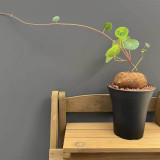 Stephania cepharantha Tuber for Sale | Rare Red-Stem Caudex Succulent, Beginner-Friendly Sculptural Plant