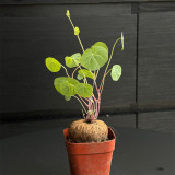 Stephania cepharantha Tuber for Sale | Rare Red-Stem Caudex Succulent, Beginner-Friendly Sculptural Plant