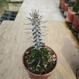 Alluaudia montagnacii for Sale | Drought-Tolerant, Low-Maintenance Indoor Plant with Silvery Thorny Stems
