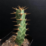 Euphorbia virosa Succulent | Rare Candelabra Desert Plant, Low-Maintenance & Drought-Tolerant