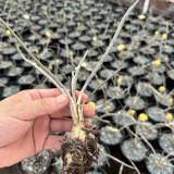 Astrophytum caput-medusae for Sale | Rare 'Medusa's Head' Cactus with Snake-Like Stems, Silver Succulent Plant