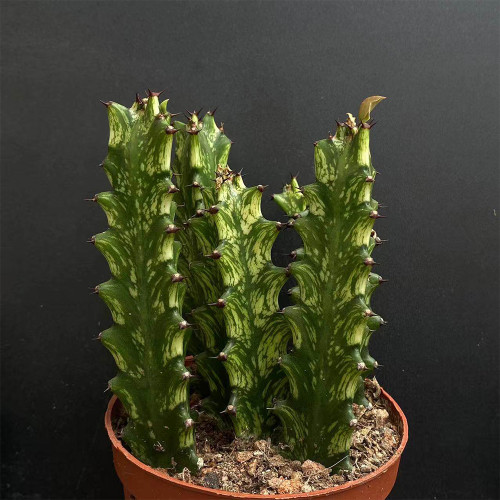Euphorbia trigona 'Variegata' | Rare Succulent with Marbled Creamy-Yellow & Green Stems, Low-Maintenance Indoor Plant