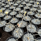 Astrophytum caput-medusae for Sale | Rare 'Medusa's Head' Cactus with Snake-Like Stems, Silver Succulent Plant