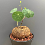 Stephania cepharantha Tuber for Sale | Rare Red-Stem Caudex Succulent, Beginner-Friendly Sculptural Plant