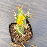 Euphorbia virosa Succulent | Rare Candelabra Desert Plant, Low-Maintenance & Drought-Tolerant