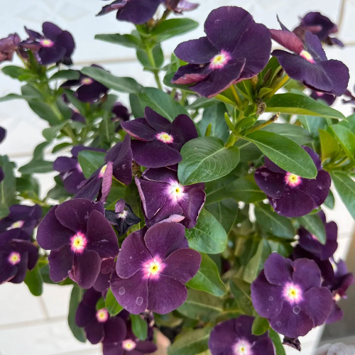 Madagascar Periwinkle Seeds - Unique Black Flowers, Long Blooming, Easy to Grow, Perfect for Pot Planting