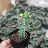 Euphorbia virosa Succulent | Rare Candelabra Desert Plant, Low-Maintenance & Drought-Tolerant
