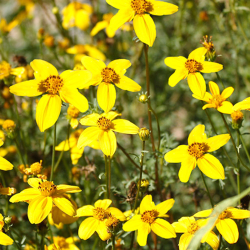 Spanish Needles Seeds - Highly Adaptable, Golden Yellow Flowers, Eco-Friendly and Easy to Care For