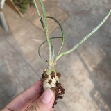 Astrophytum caput-medusae for Sale | Rare 'Medusa's Head' Cactus with Snake-Like Stems, Silver Succulent Plant