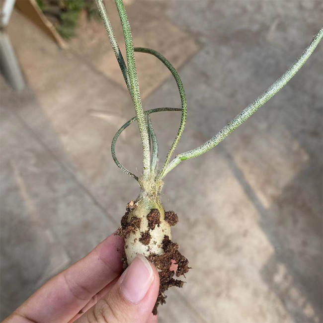 Astrophytum caput-medusae for Sale | Rare 'Medusa's Head' Cactus with Snake-Like Stems, Silver Succulent Plant