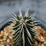Alluaudia montagnacii for Sale | Drought-Tolerant, Low-Maintenance Indoor Plant with Silvery Thorny Stems