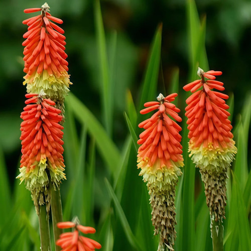 Torch Lily Seeds - Drought Tolerant, Unique Flower Spikes, Easy Care Garden Perennial