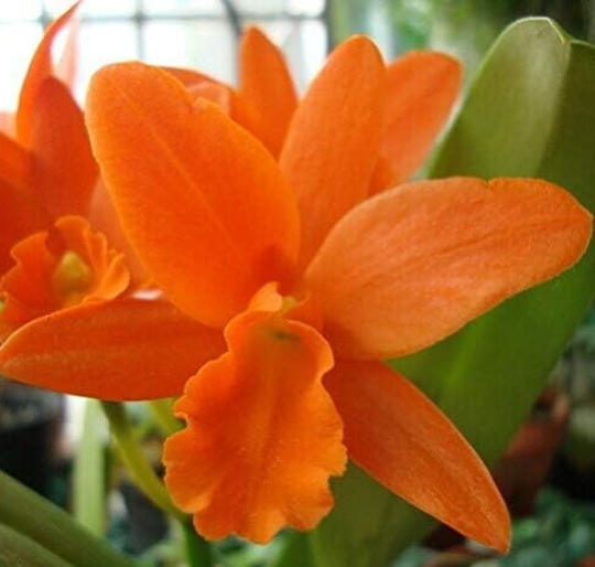 Cattleya Hybrida Flower Seeds Orchids Bonsai Potted Office Plant