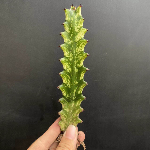 Euphorbia trigona 'Variegata' | Rare Succulent with Marbled Creamy-Yellow & Green Stems, Low-Maintenance Indoor Plant