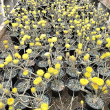 Astrophytum caput-medusae for Sale | Rare 'Medusa's Head' Cactus with Snake-Like Stems, Silver Succulent Plant