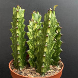 Euphorbia trigona 'Variegata' | Rare Succulent with Marbled Creamy-Yellow & Green Stems, Low-Maintenance Indoor Plant