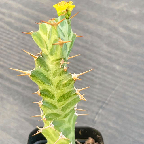 Euphorbia virosa Succulent | Rare Candelabra Desert Plant, Low-Maintenance & Drought-Tolerant