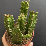 Euphorbia trigona 'Variegata' | Rare Succulent with Marbled Creamy-Yellow & Green Stems, Low-Maintenance Indoor Plant