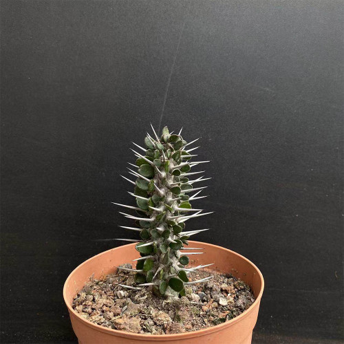 Alluaudia montagnacii for Sale | Drought-Tolerant, Low-Maintenance Indoor Plant with Silvery Thorny Stems
