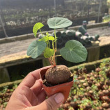 Stephania cepharantha Tuber for Sale | Rare Red-Stem Caudex Succulent, Beginner-Friendly Sculptural Plant