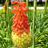 Torch Lily Seeds - Drought Tolerant, Unique Flower Spikes, Easy Care Garden Perennial