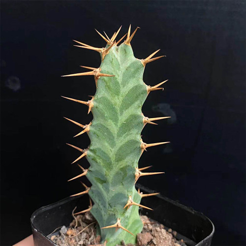 Euphorbia virosa Succulent | Rare Candelabra Desert Plant, Low-Maintenance & Drought-Tolerant