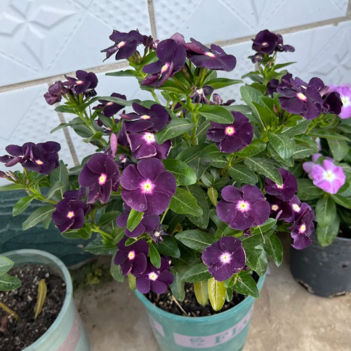 Madagascar Periwinkle Seeds - Unique Black Flowers, Long Blooming, Easy to Grow, Perfect for Pot Planting